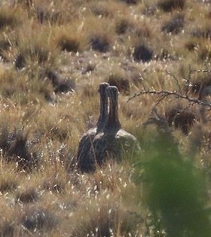 Tinamou de Patagonie - ML528451041