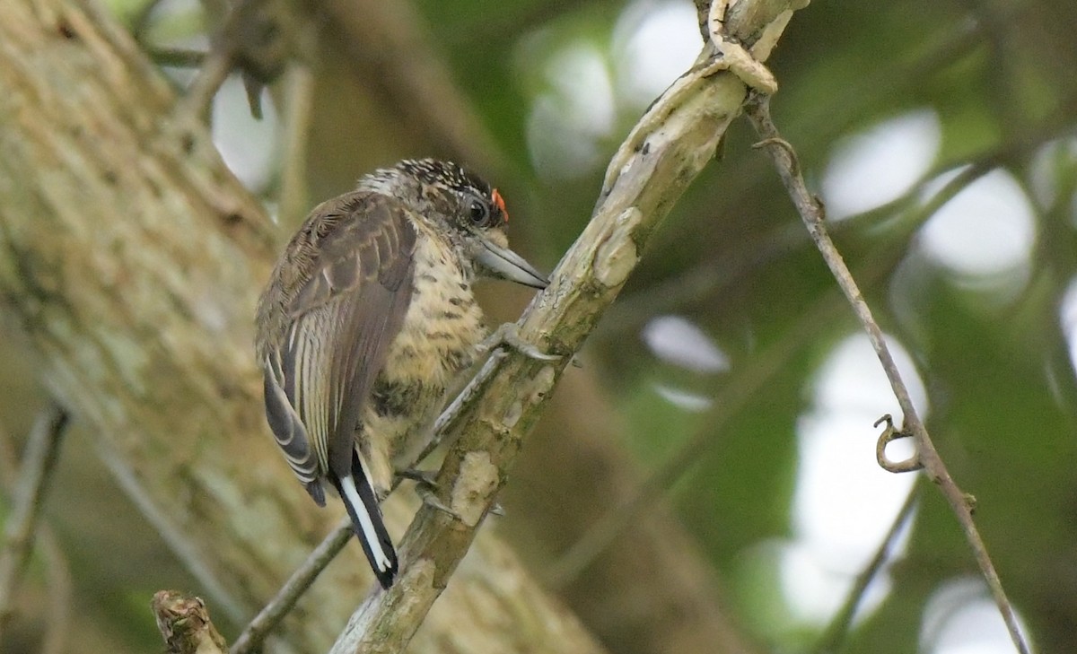 White-bellied Piculet - ML528451841