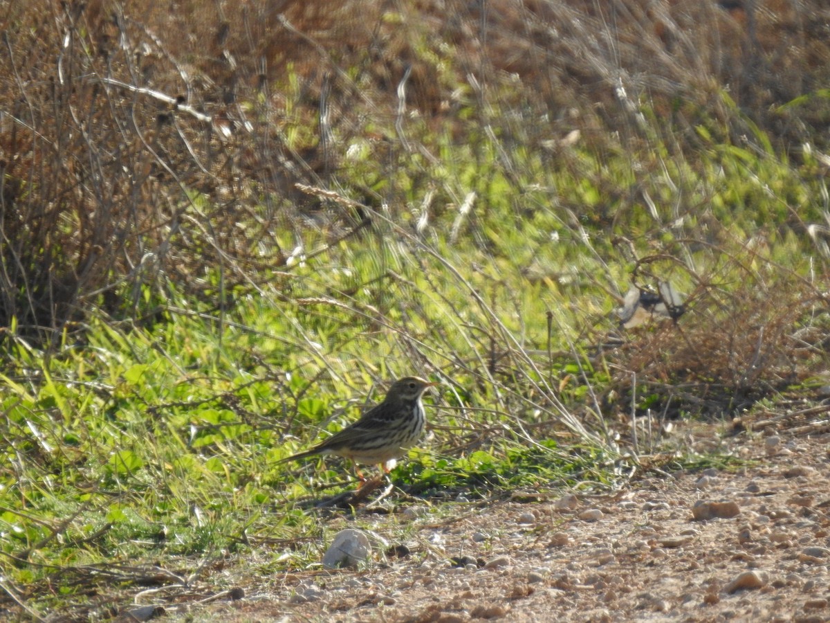 Meadow Pipit - ML528452641