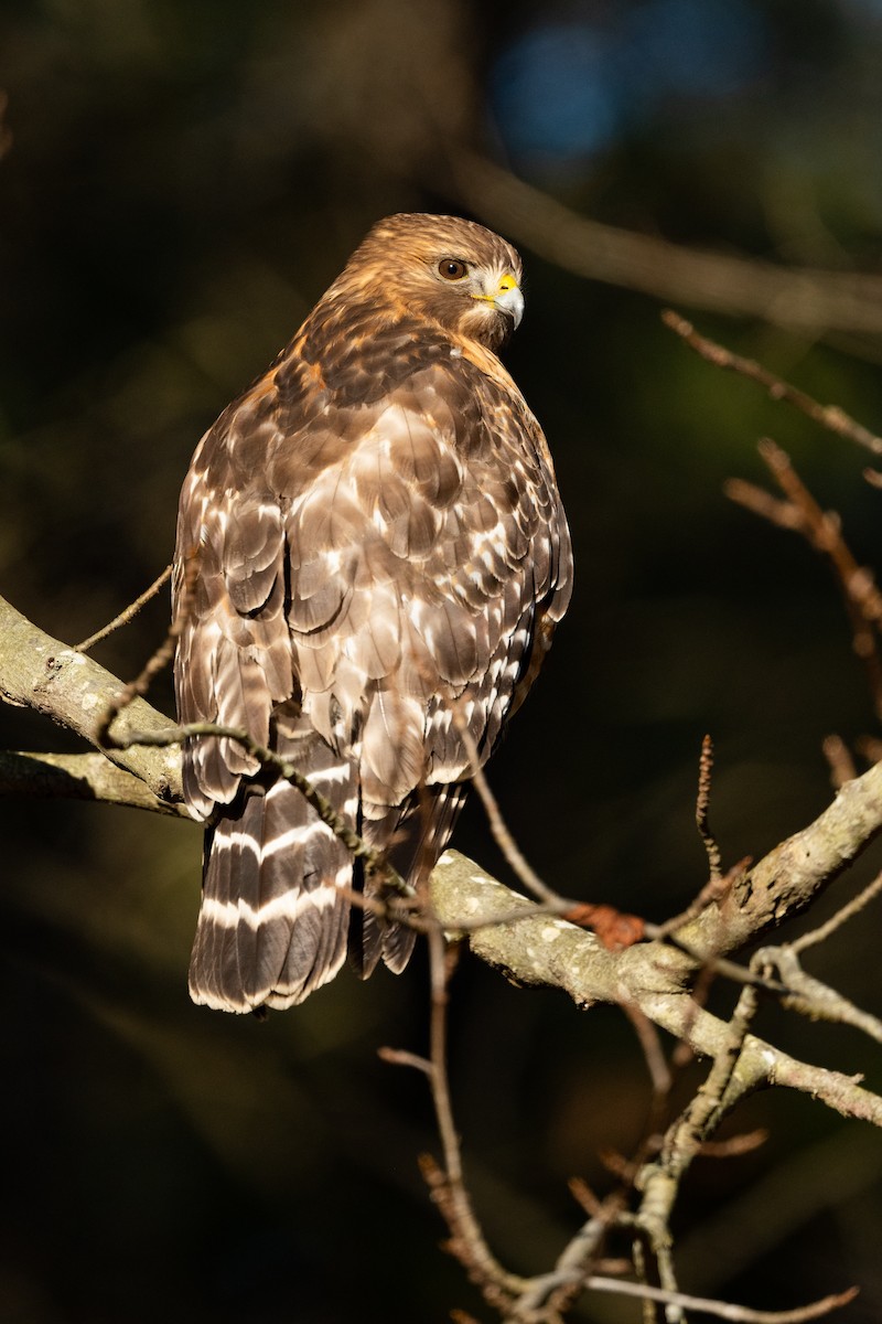Red-shouldered Hawk (lineatus Group) - ML528454241