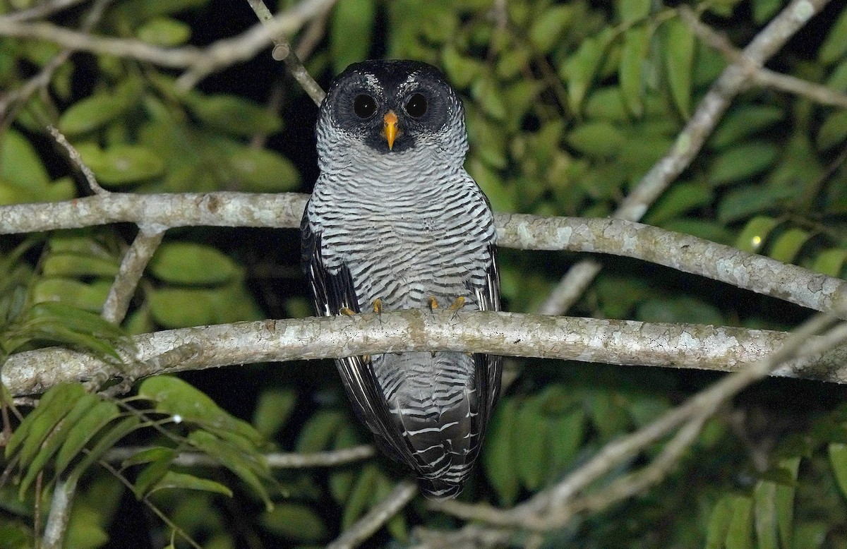 Black-and-white Owl - ML528455301