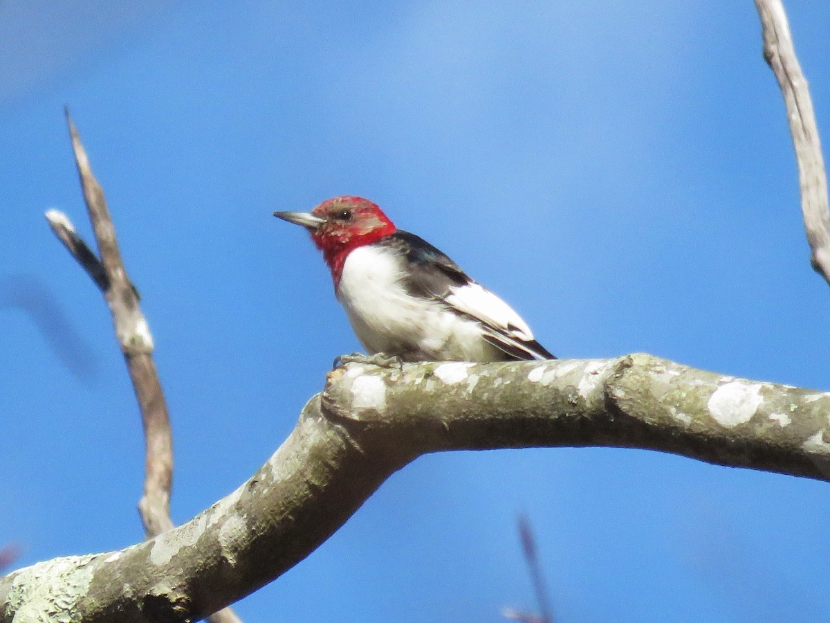 Red-headed Woodpecker - ML528456661