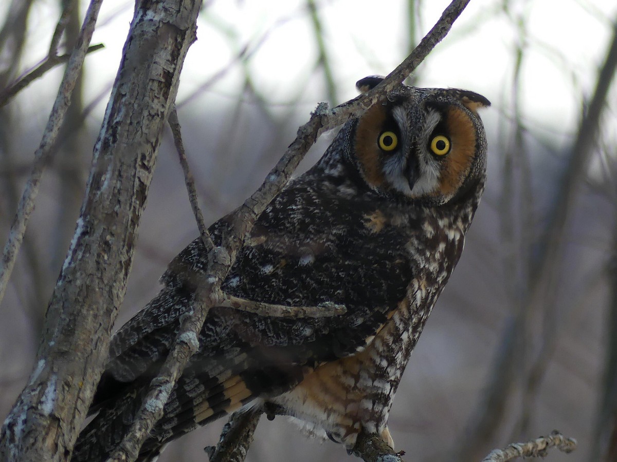 Long-eared Owl - Études des populations  d'oiseaux du Québec