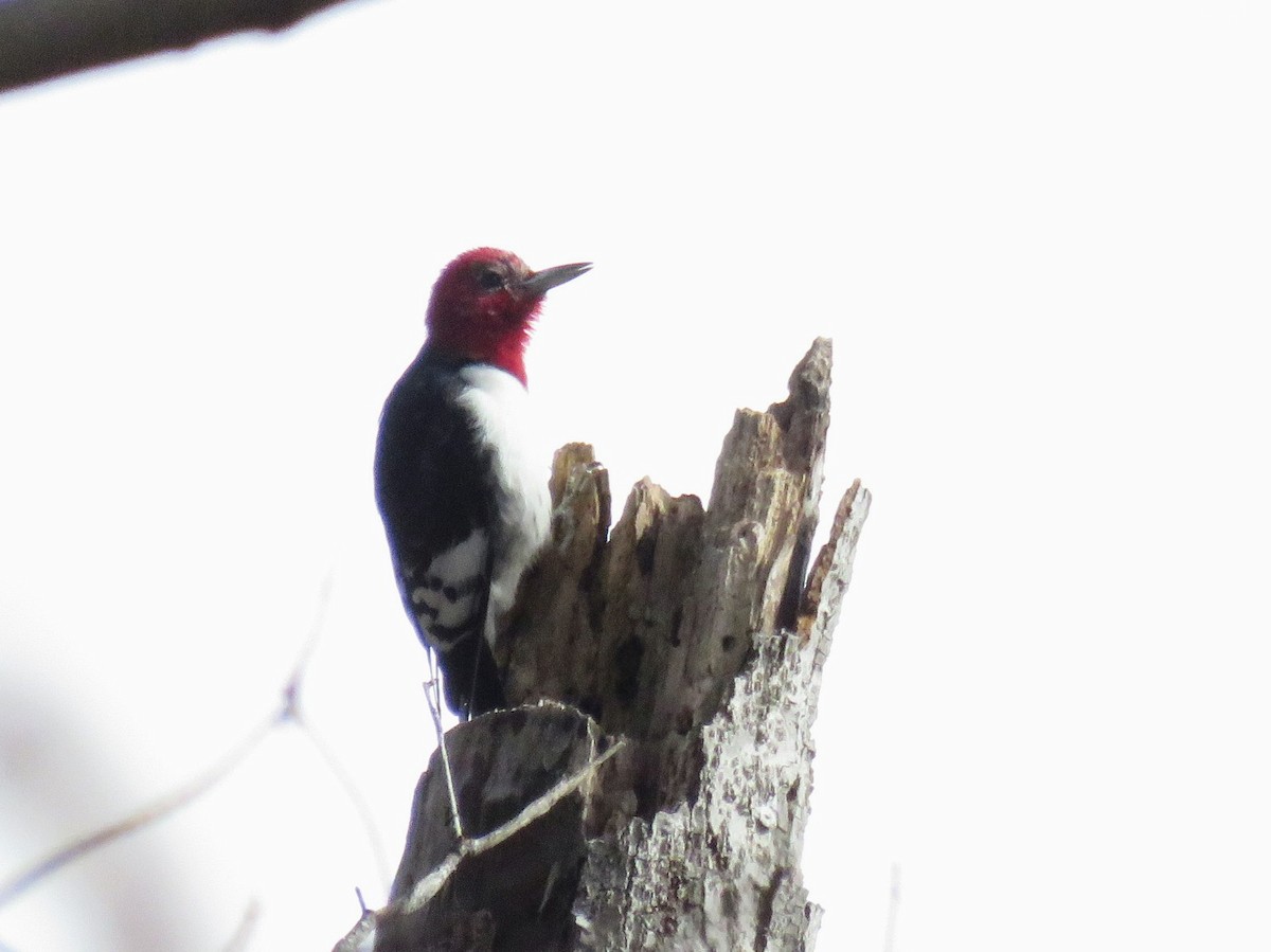 Red-headed Woodpecker - Lisa Mills