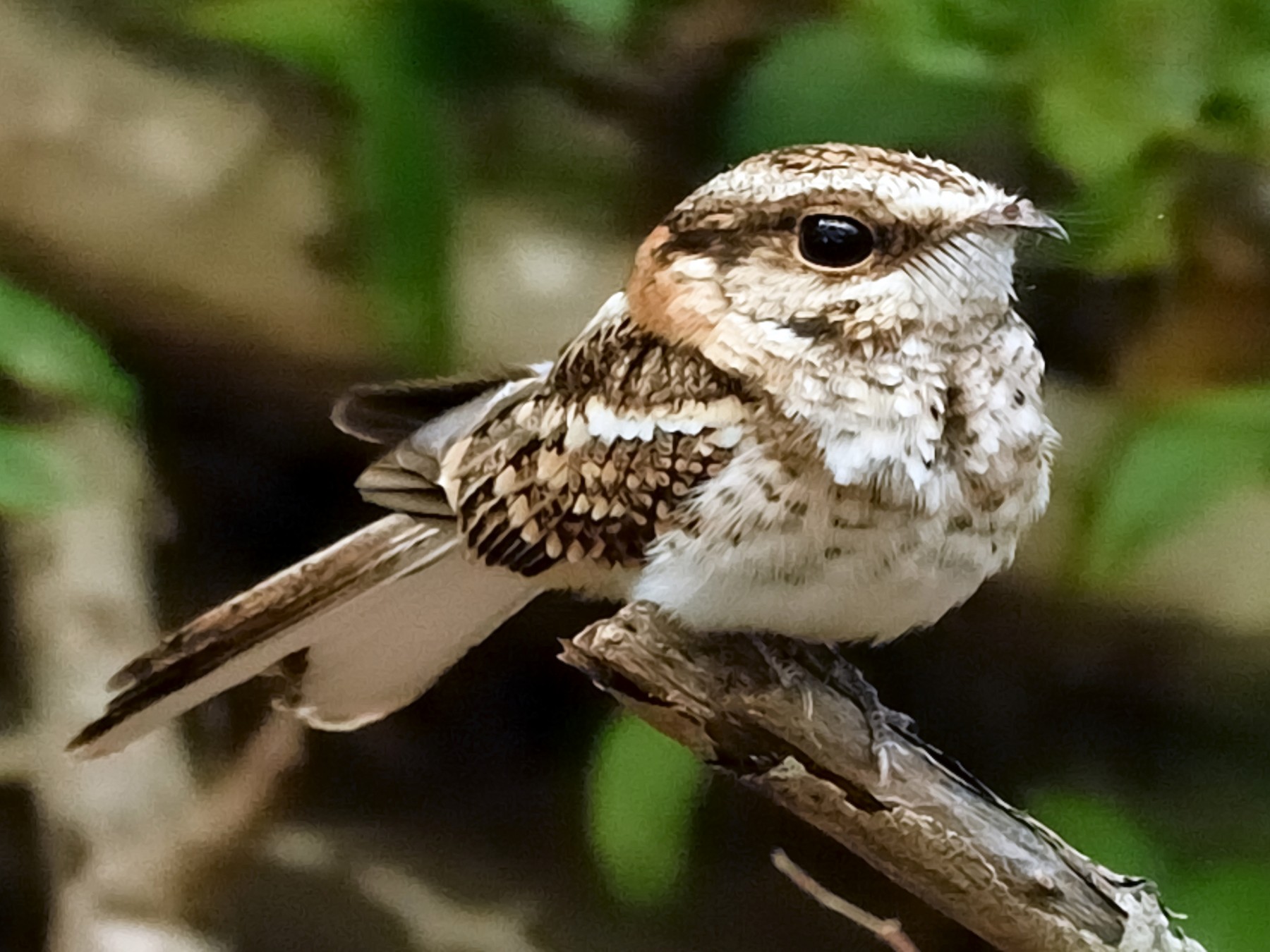 White-tailed Nightjar - Michiel Oversteegen