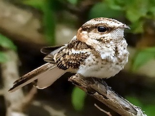  - White-tailed Nightjar