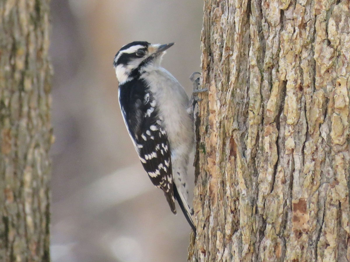 Downy Woodpecker (Eastern) - ML528458311