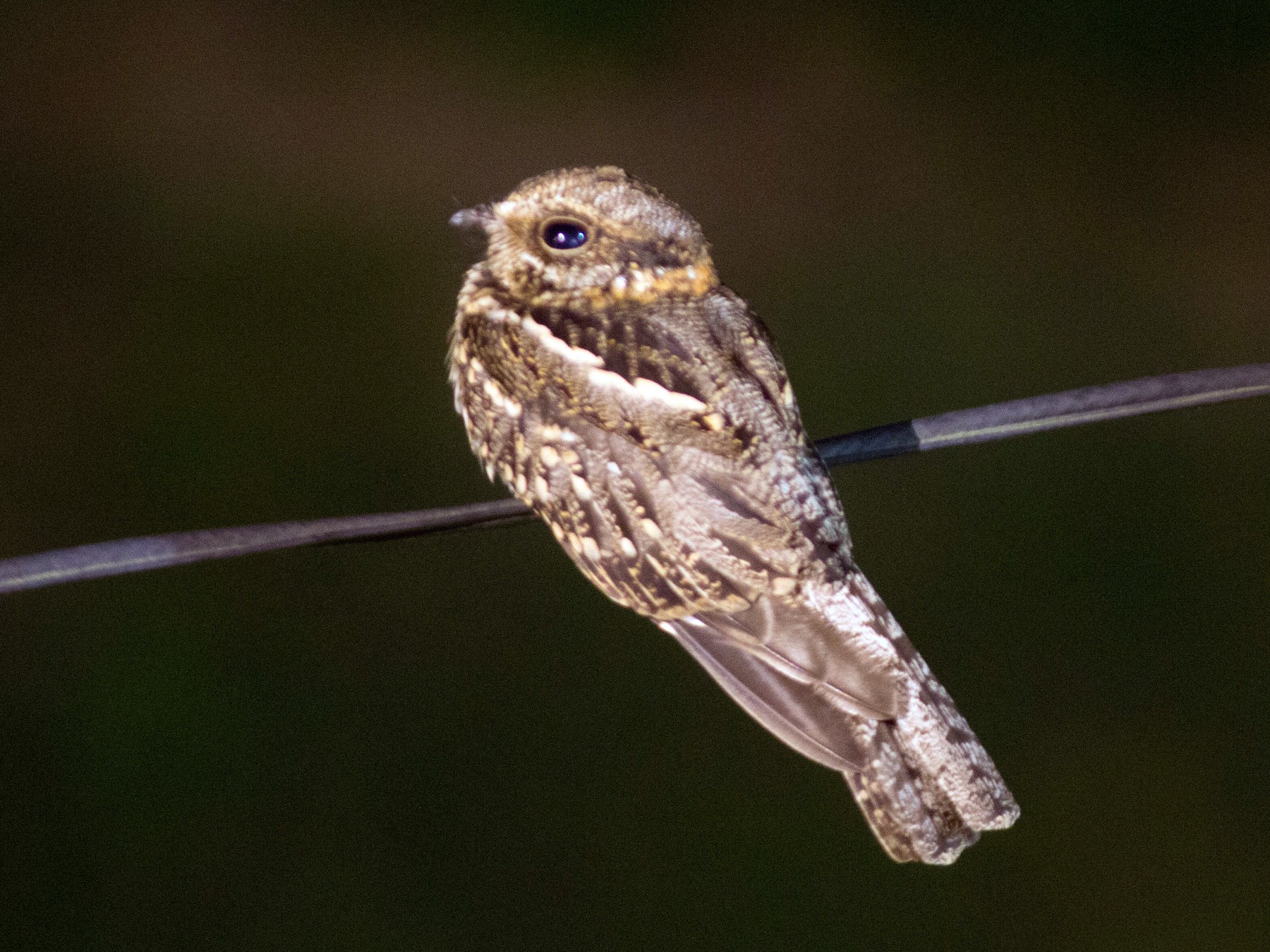 White-tailed Nightjar - Philip Downey