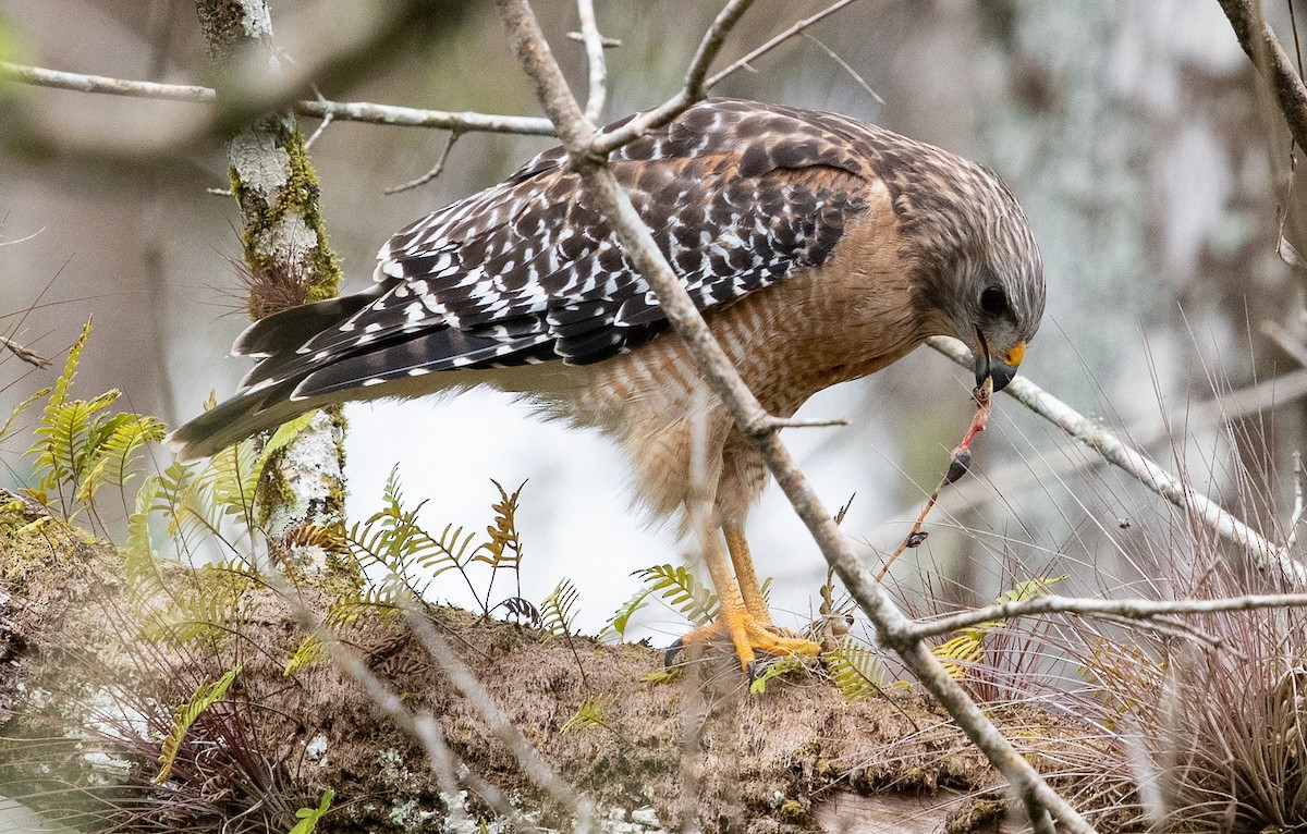 eBird Checklist 26 Jan 2023 Highlands Hammock State Park, Sebring