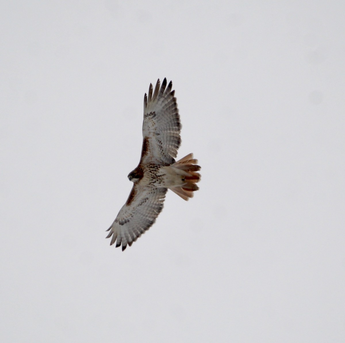 Red-tailed Hawk (borealis) - ML528463401