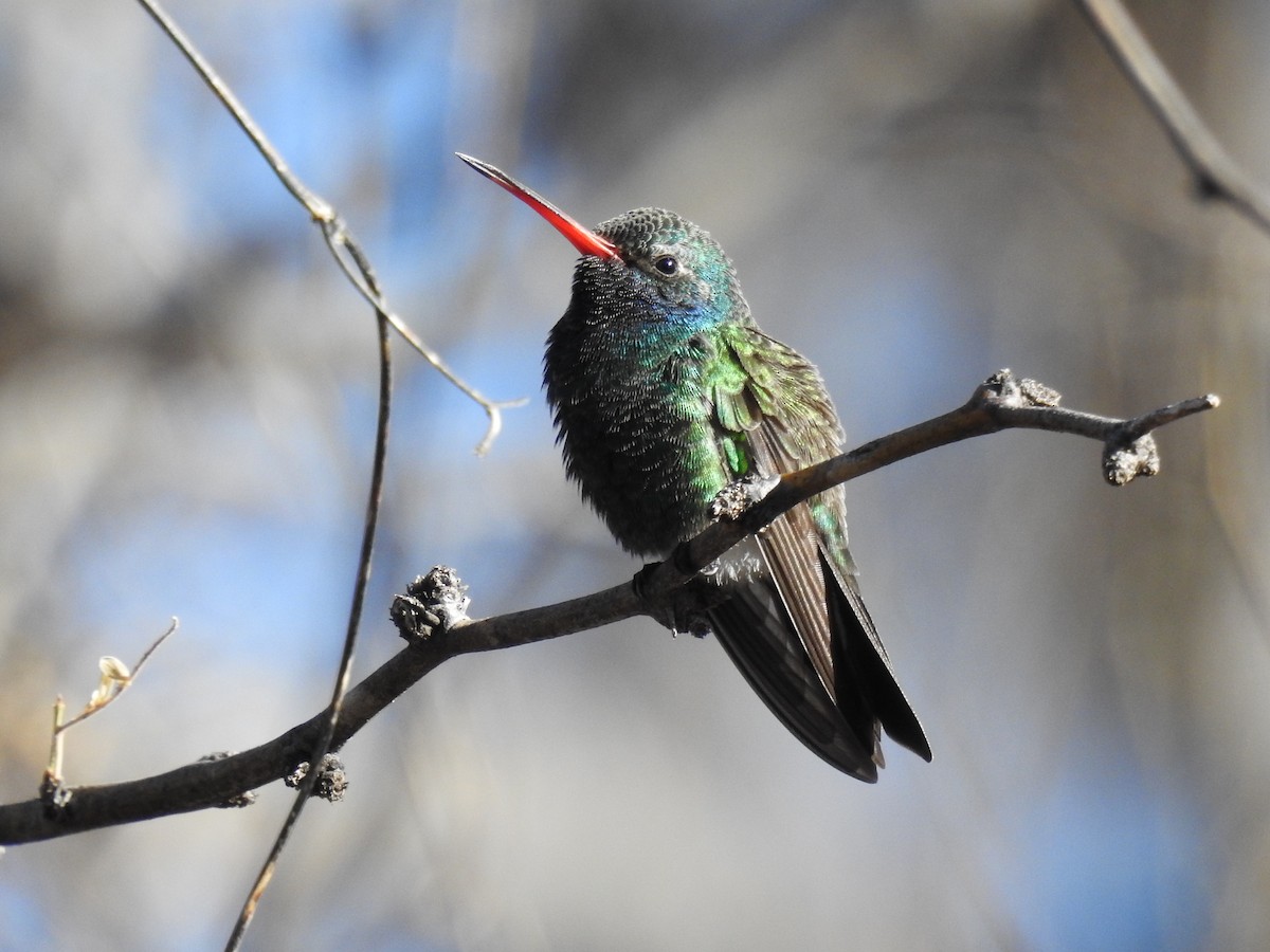 Broad-billed Hummingbird - ML528465501