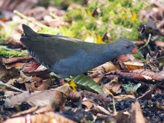  - Paint-billed Crake