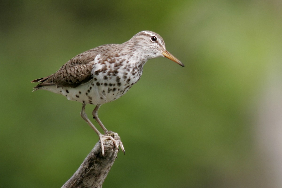 Spotted Sandpiper - Yves Gauthier (Mtl)