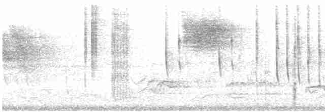 Белоухий колибри - ML528472511