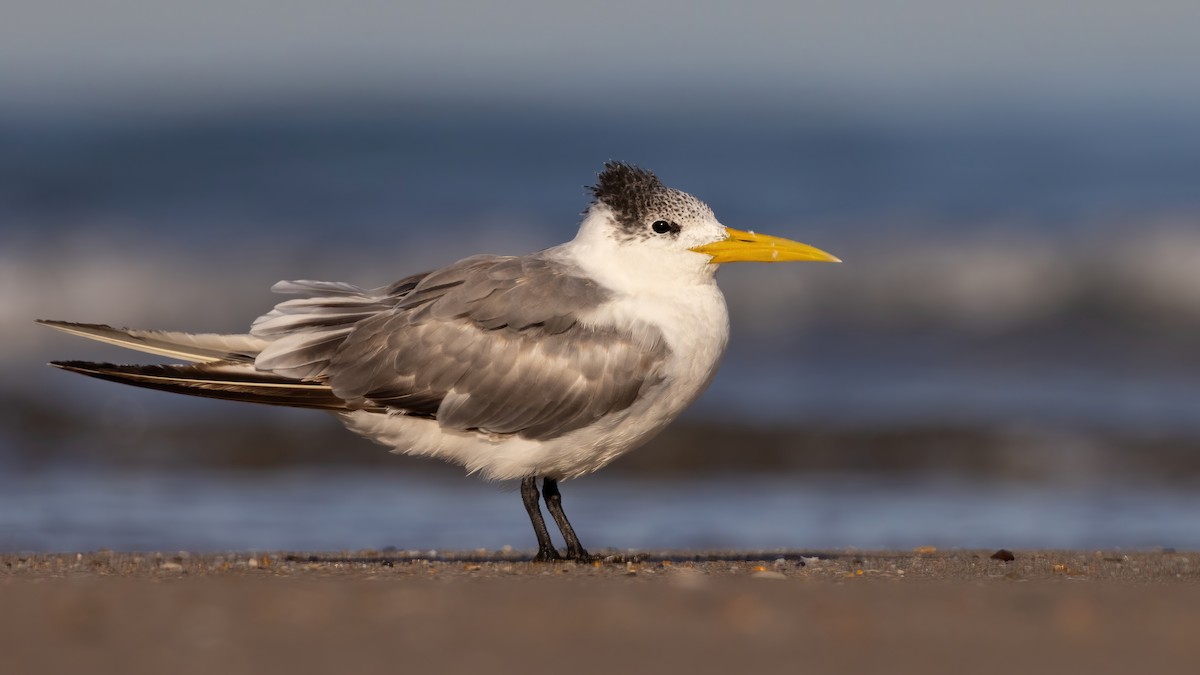 Great Crested Tern - ML528475291