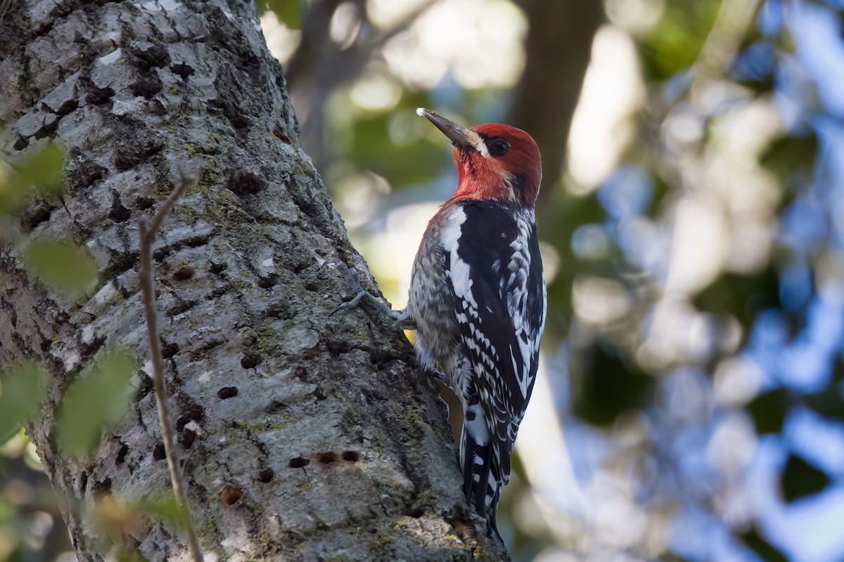 Red-breasted Sapsucker - ML528475311