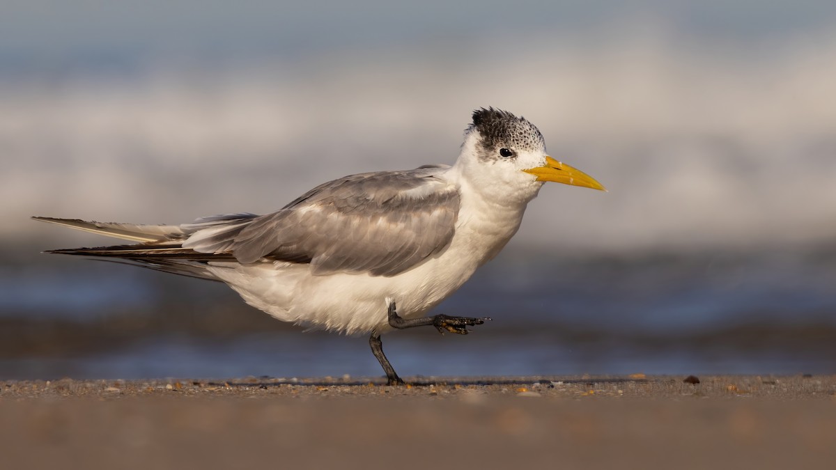 Great Crested Tern - ML528475351