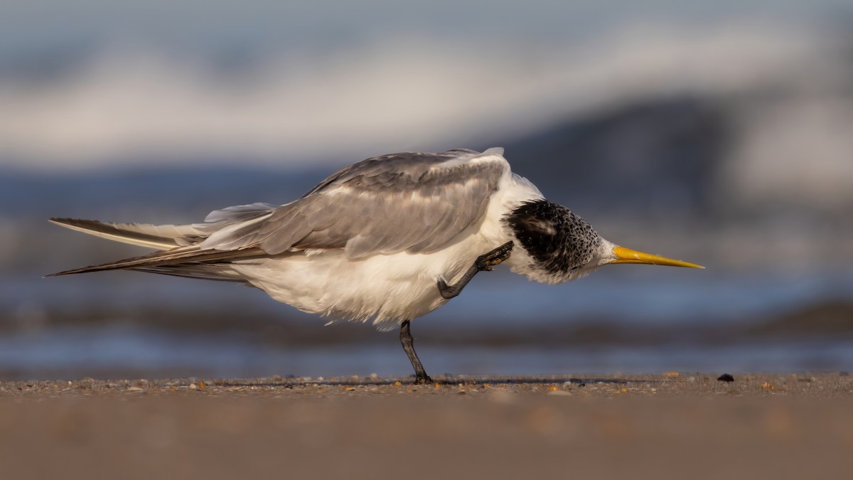 Great Crested Tern - ML528475391