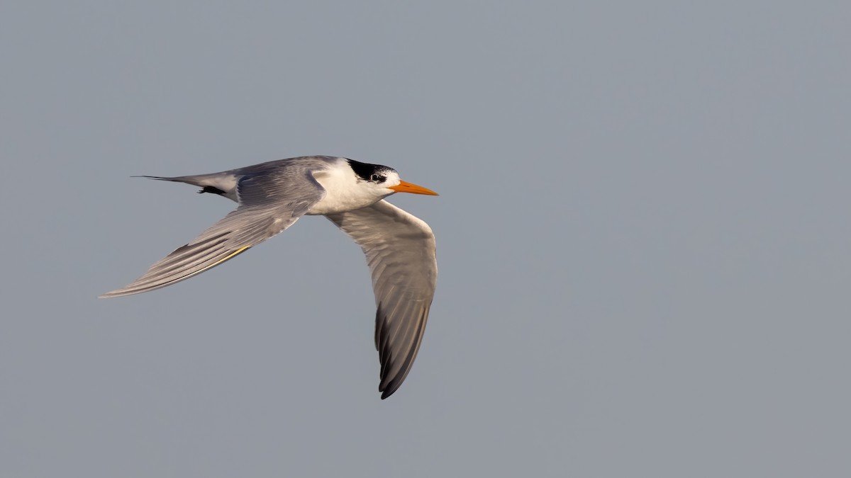 Lesser Crested Tern - ML528476431