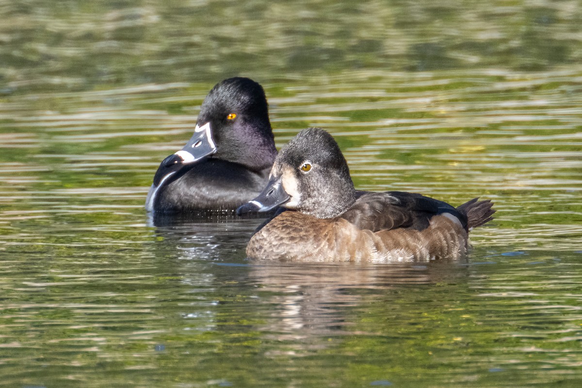 Ring-necked Duck - ML528479631