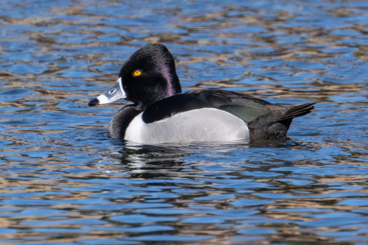 Ring-necked Duck - ML528479751