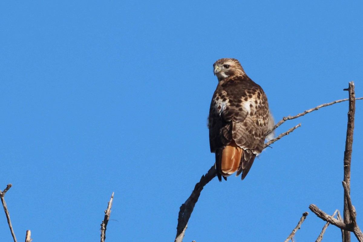 Red-tailed Hawk (borealis) - ML528482801