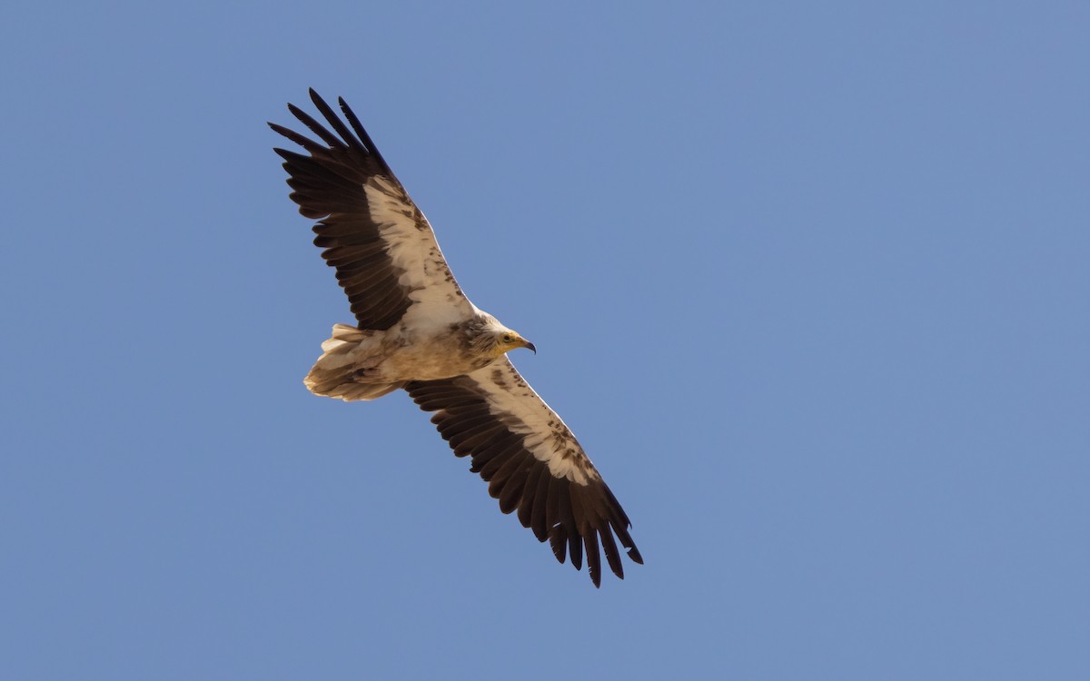 Egyptian Vulture - ML528485151