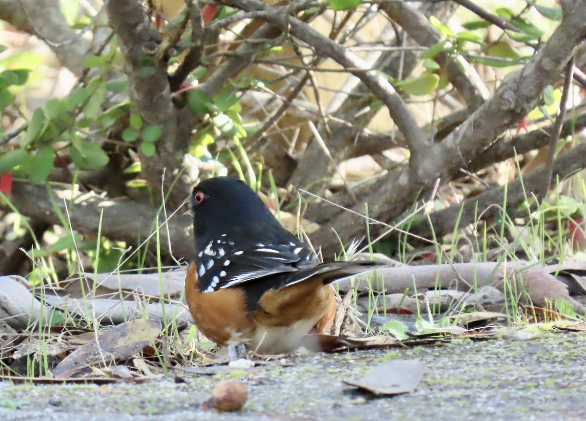 Spotted Towhee - ML528488521