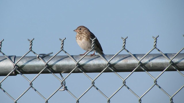 Vesper Sparrow - ML528489071