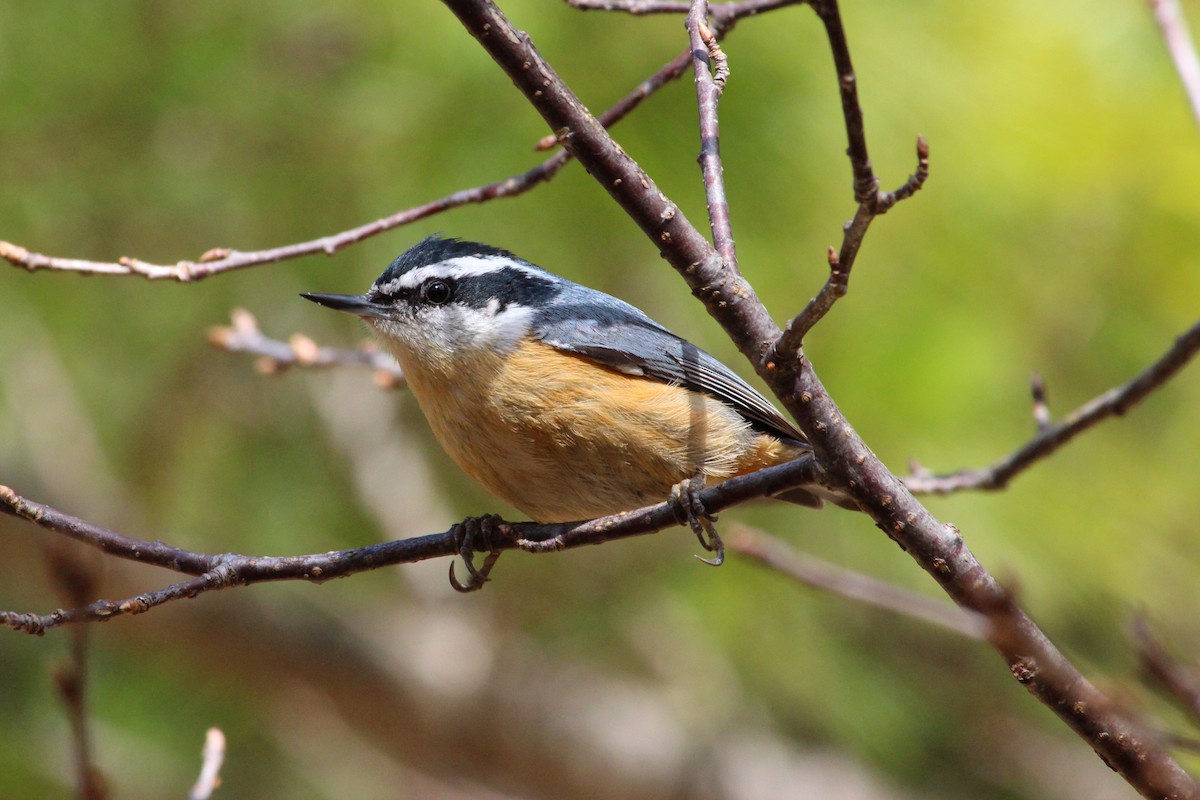 Red-breasted Nuthatch - ML52848941