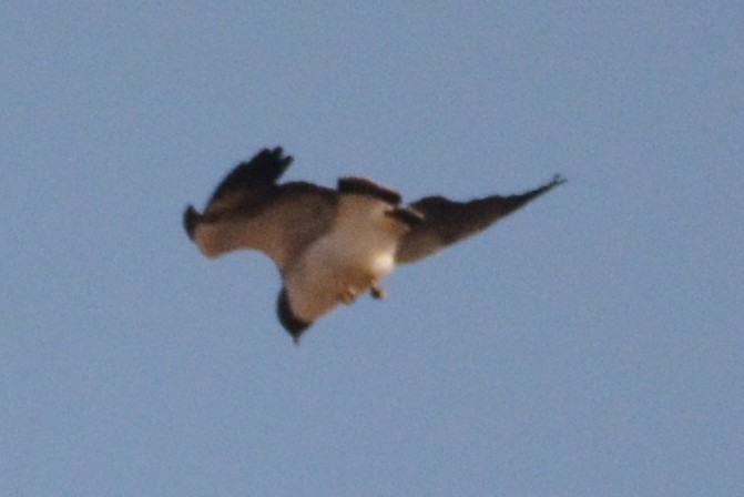 White-tailed Hawk - ML528490731
