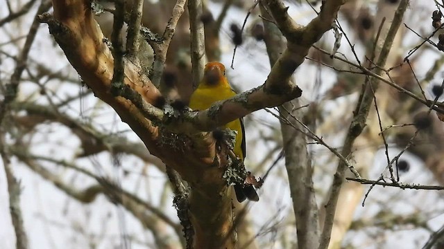 Western Tanager - ML528493861