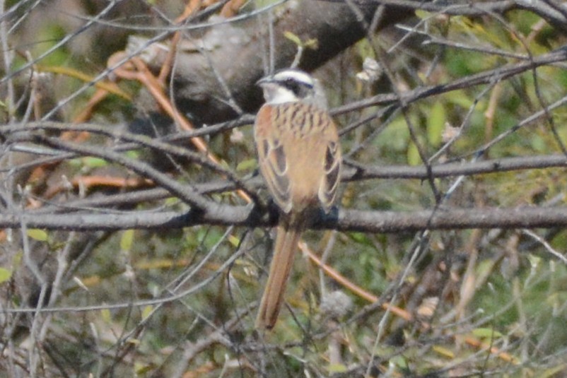 Stripe-headed Sparrow - ML528496111