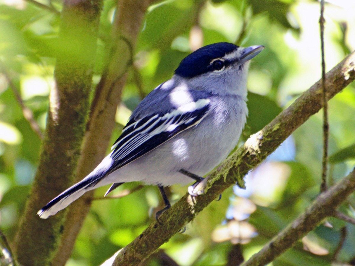 Pachyramphus albogriseus