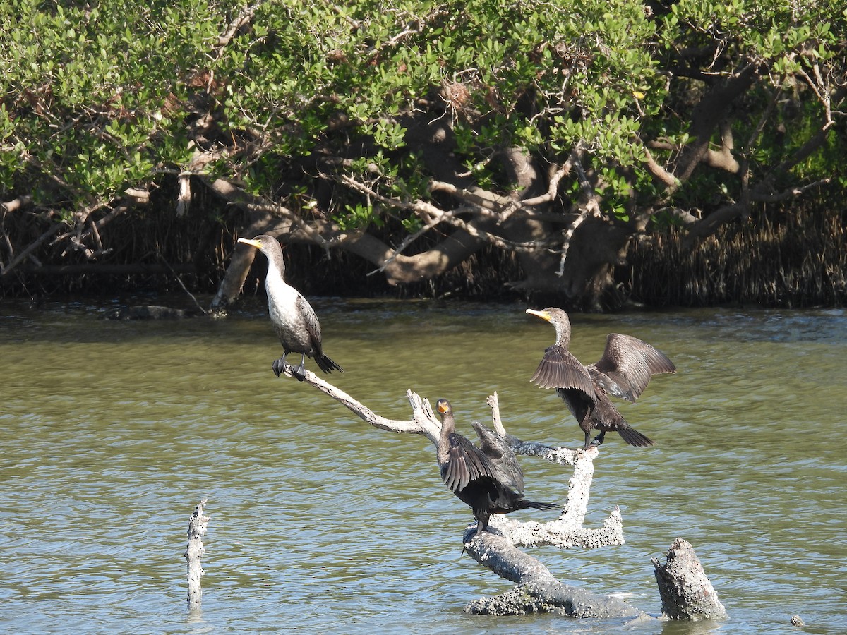 eBird Checklist 26 Jan 2023 Merritt Island NWRBio Lab Rd. 20