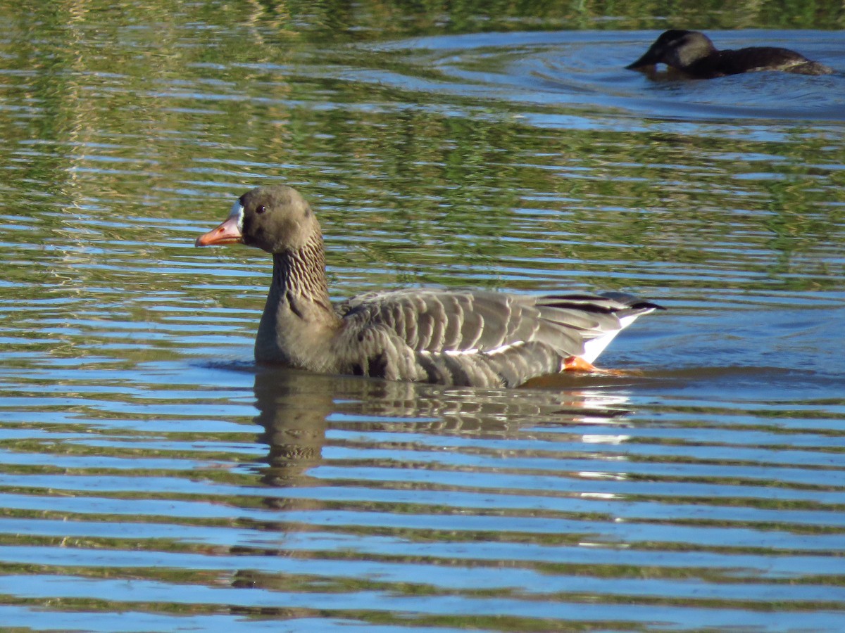 Greater White-fronted Goose (Western) - ML528497651
