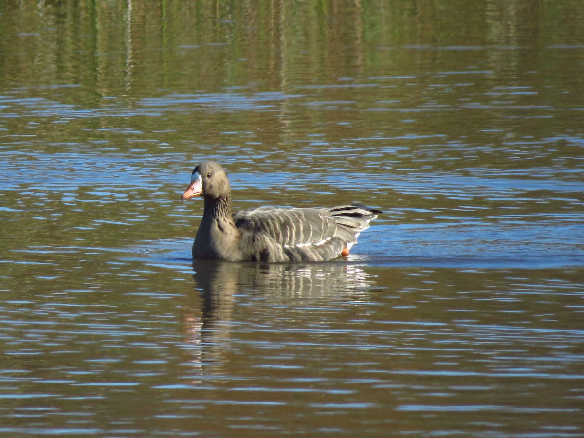 Greater White-fronted Goose (Western) - ML528497661