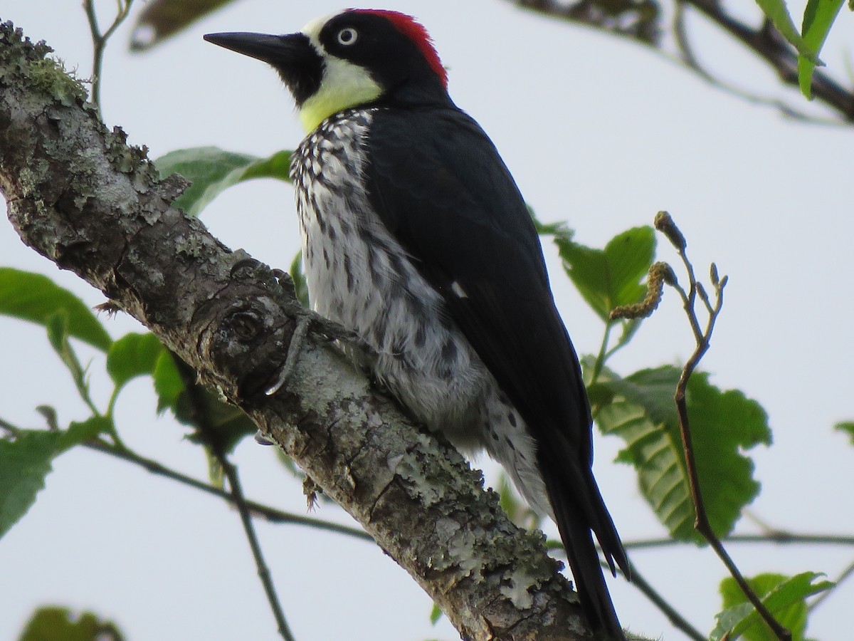 Acorn Woodpecker - ML528497861