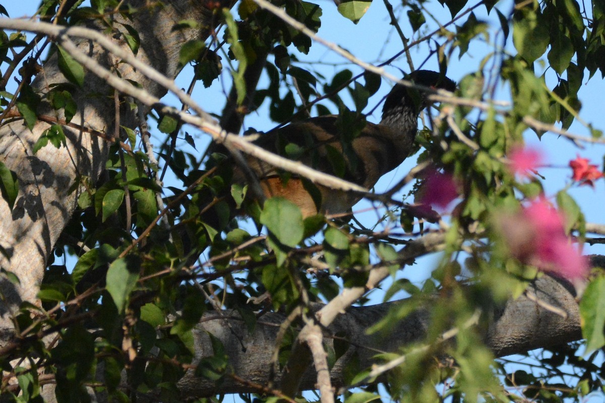 West Mexican Chachalaca - ML528498031