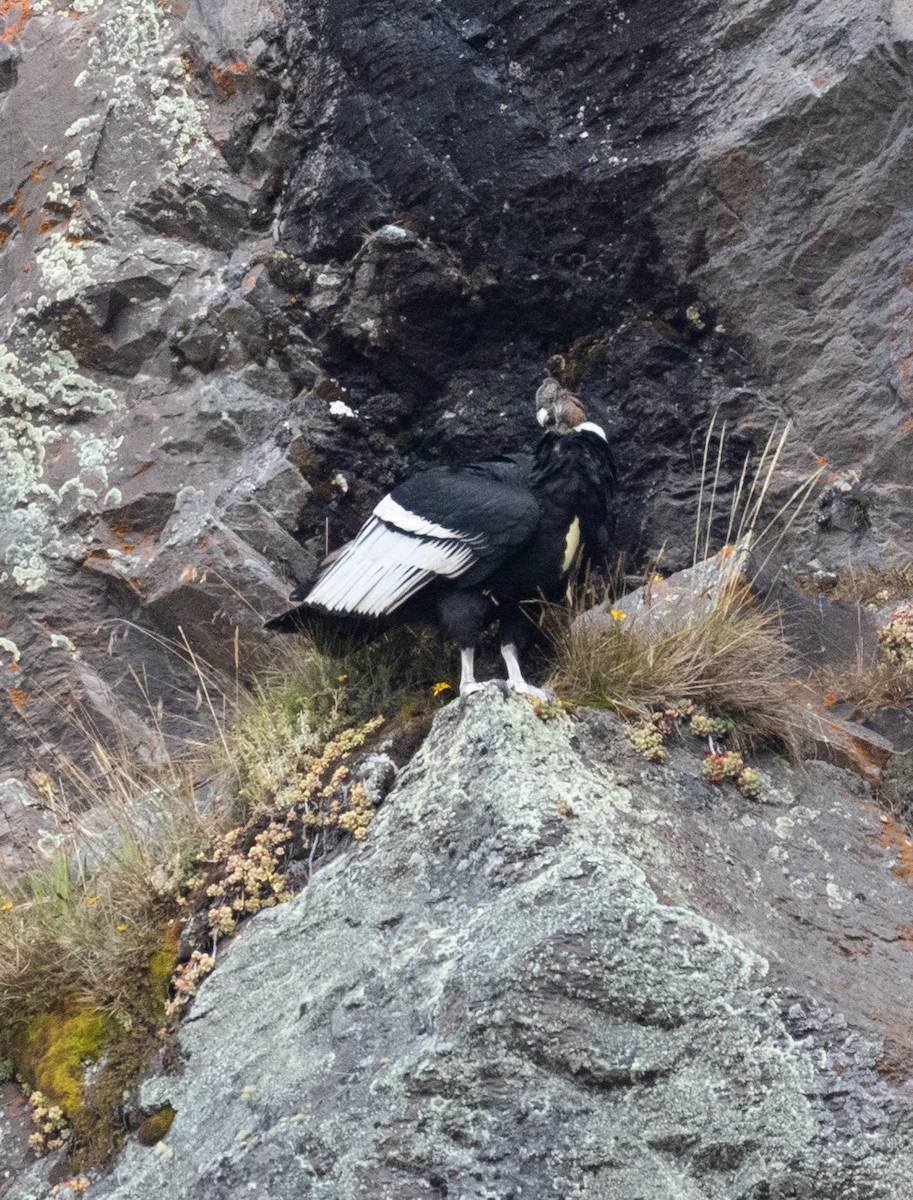 Andean Condor - ML528500091