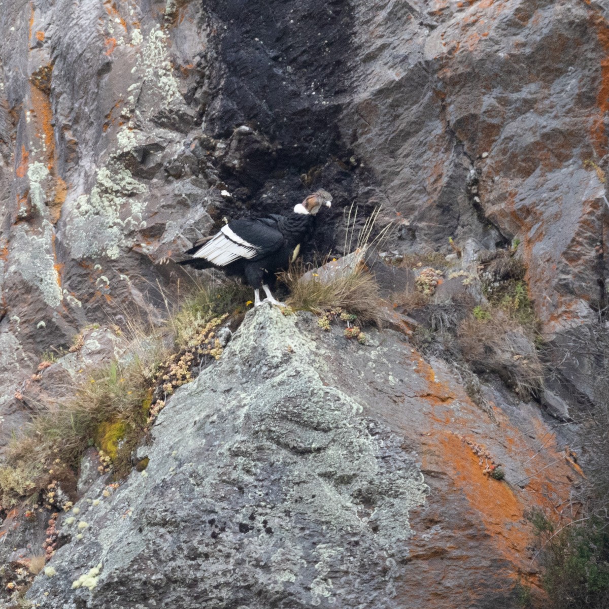 Andean Condor - ML528500101
