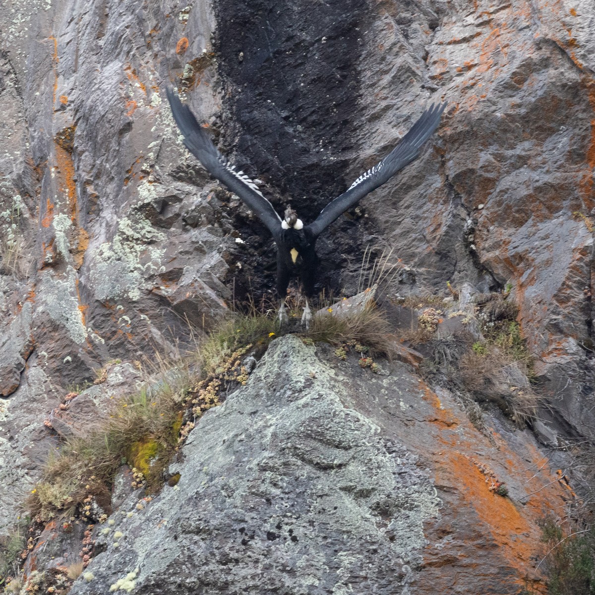Andean Condor - ML528500111