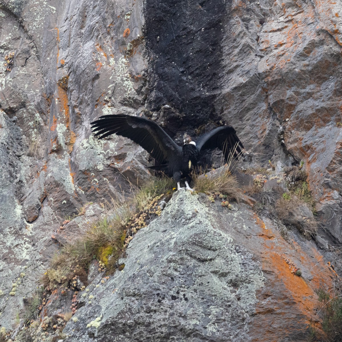 Andean Condor - ML528500121