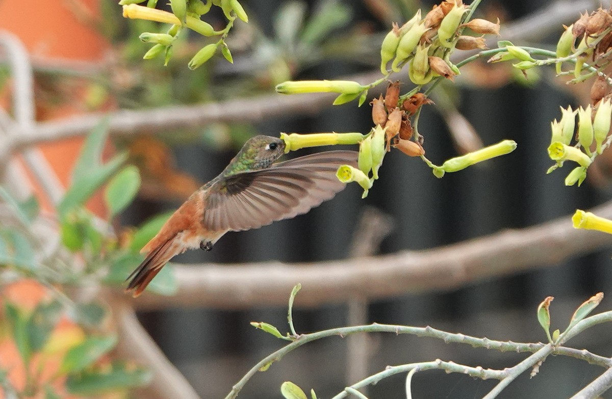 Amazilia Hummingbird - ML528501191