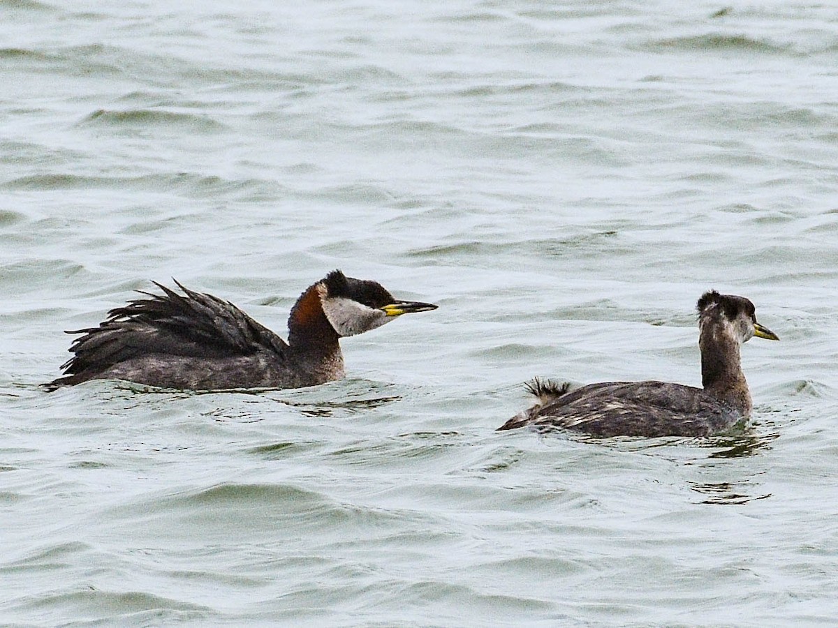 Red-necked Grebe - ML52850291