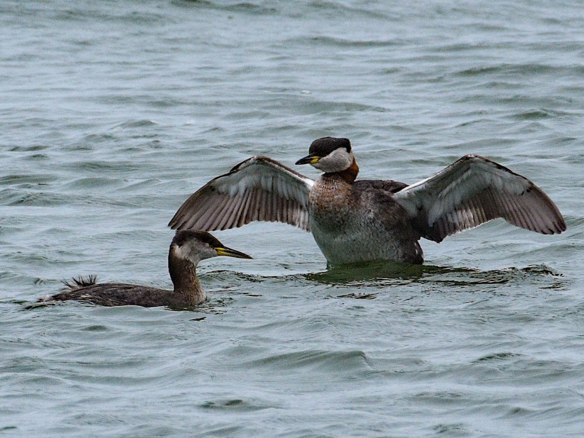 Red-necked Grebe - ML52850301