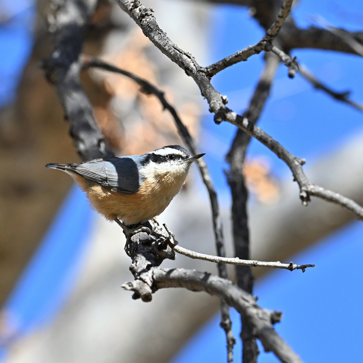 Red-breasted Nuthatch - ML528504191