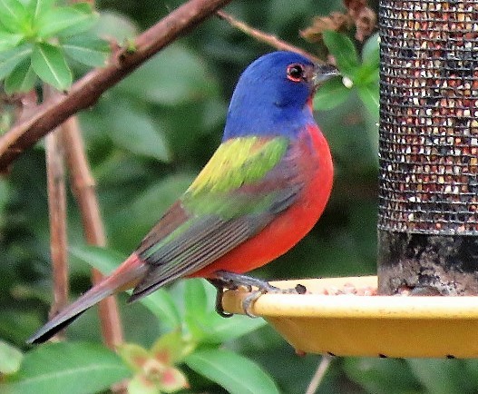 Painted Bunting - ML528504251