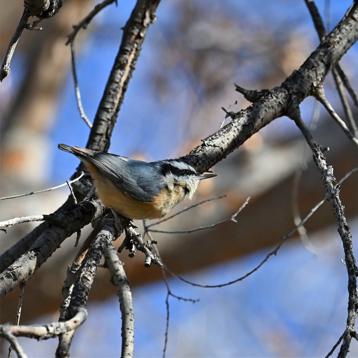 Red-breasted Nuthatch - ML528504371