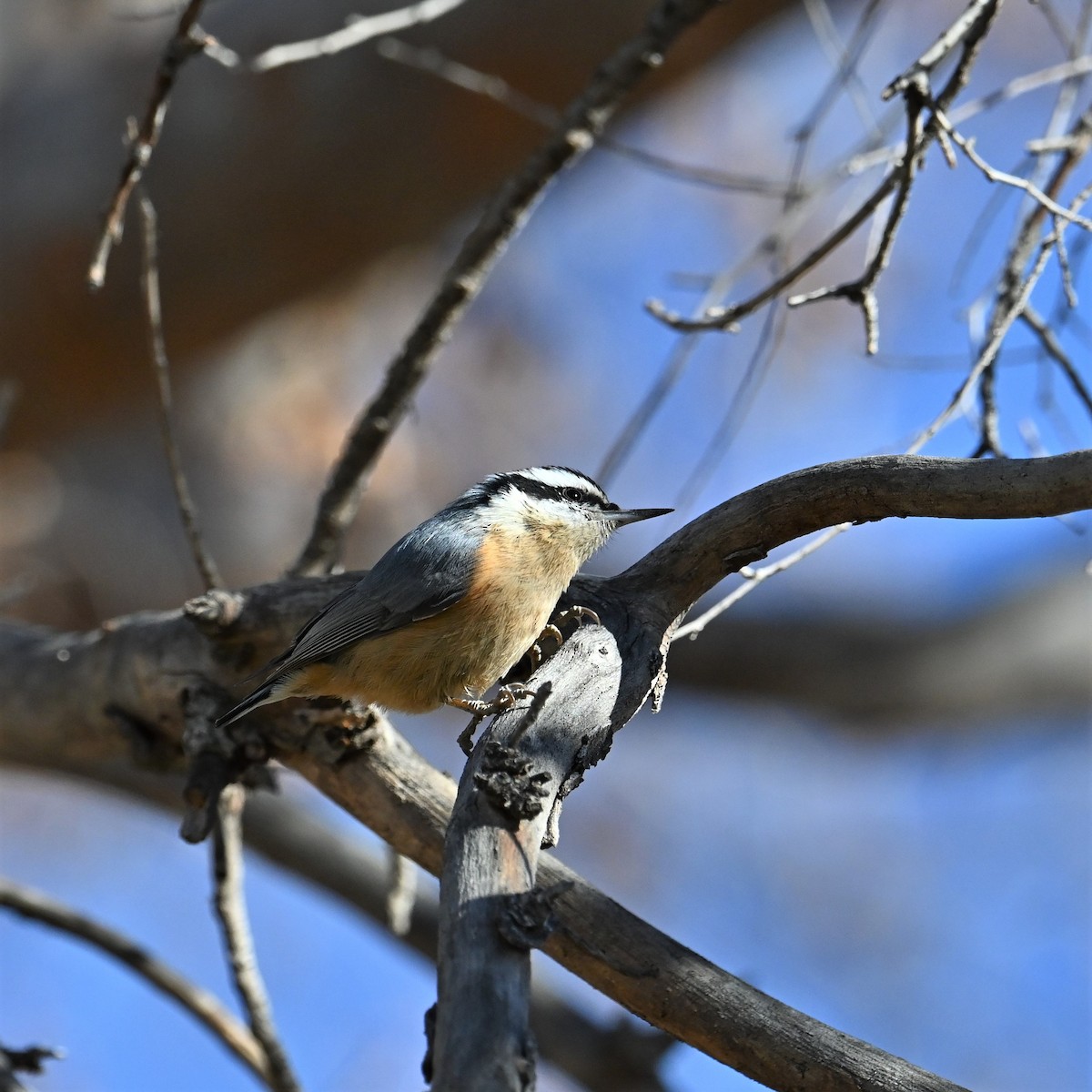 Red-breasted Nuthatch - ML528504501